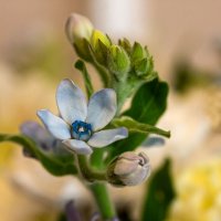 Оксипеталум :: Александр Трухин