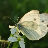 Бабочка :: Валентина Богатко Бабочка :: Валентина Богатко