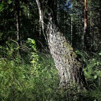 Лес проснулся, весь проснулся, веткой каждой :: Hope 