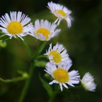 Мелколепестник :: Надежда Куркина 