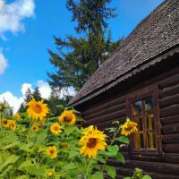 Подсолнуховая фотосессия :: Галина Бобкина Подсолнуховая фотосессия :: Галина Бобкина