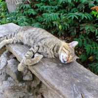 Временно недоступен :: Хватова Марина 