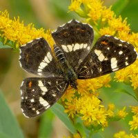 из снятого позапозавчера 4 :: Александр Прокудин из снятого позапозавчера 4 :: Александр Прокудин