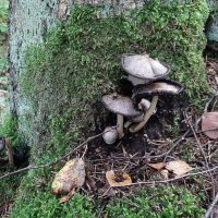 *** :: Наталья Герасимова