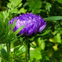 Астры цветут с приближением осени. :: Милешкин Владимир Алексеевич 