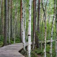 Эко-тропа "Сестрорецкое болото" :: zavitok *