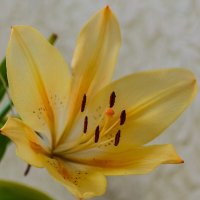 *** :: Виктор Иванович Чернюк