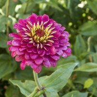 Циния Квин лайм :: Валентин Семчишин