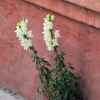 Детали природы :: Роман Савоцкий