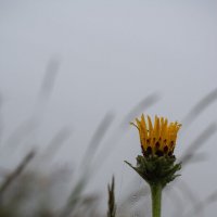 После дождя :: Петр 