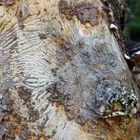 Арт-объект :: Галина Ильясова