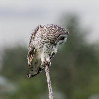 сова болотная :: юрий макаров