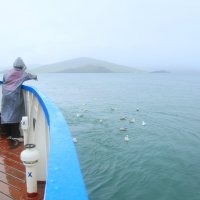 Кормление чаек на озере Байкал :: Танзиля Завьялова