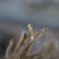 гость на балкончике :: Осень 