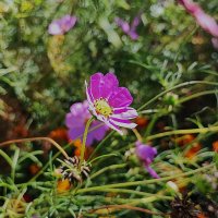 ,,, :: Сергей Тимоновский