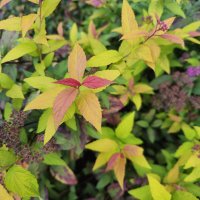 Разноцветные краски листиков :: Мария Яковлева