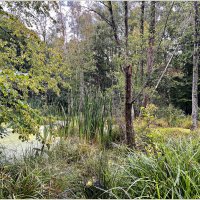 Лесное болото. :: Валерия Комова Лесное болото. :: Валерия Комова