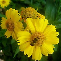 Солнечные :: Елена Семигина Солнечные :: Елена Семигина