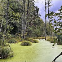Лесная картинка. :: Валерия Комова