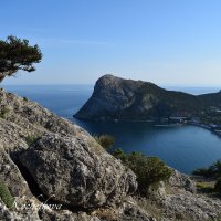 Природа Крыма :: Amazing Cosmea