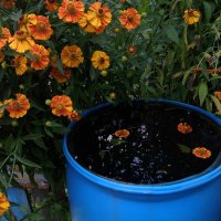 Водица дождевая через край, не расплескать бы этот летний рай! :: Люба 