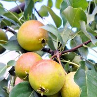 Урожай :: Наталья 