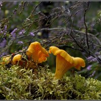 Лисички :: Aleksandr Gal