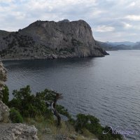 Природа Крыма :: Amazing Cosmea