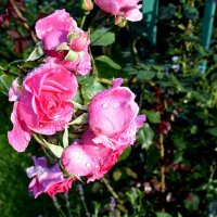 розовое :: tatiana 