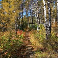 Тропинка в старом санатории :: Мишель71 Тропинка в старом санатории :: Мишель71