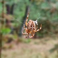 Паук :: Валентина Богатко 