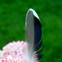 Объектив гелиос 44м 4 :: александр 