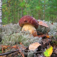 Белый гриб - боровик :: Евгений Корьевщиков Белый гриб - боровик :: Евгений Корьевщиков