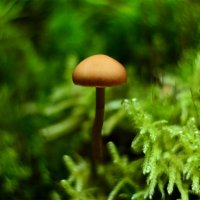 Моховая  колыбель :: Геннадий Супрун