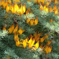 огонечки :: Наталья 