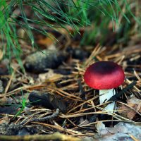 Под сосновой лапой :: Геннадий Супрун Под сосновой лапой :: Геннадий Супрун