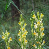 Львиный зев в лесу :: Татьяна Машошина Львиный зев в лесу :: Татьяна Машошина