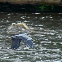 серая цапля :: gawrilа - dan