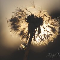 *** :: Елена Kазак (selena1965) *** :: Елена Kазак (selena1965)