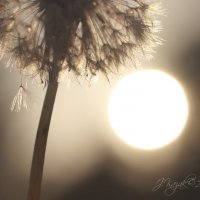 *** :: Елена Kазак (selena1965) *** :: Елена Kазак (selena1965)