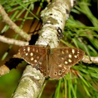 из снятого сегодня 2 :: Александр Прокудин из снятого сегодня 2 :: Александр Прокудин