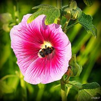 они на радость нам даны :: Олег Лукьянов