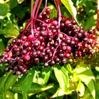 Бузина нынче уродилась :: Александр Чеботарь Бузина нынче уродилась :: Александр Чеботарь