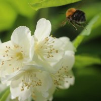 Воспоминания о лете. Июнь :: Наталья Герасимова Воспоминания о лете. Июнь :: Наталья Герасимова