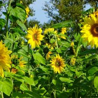 Подсолнухи :: Милешкин Владимир Алексеевич Подсолнухи :: Милешкин Владимир Алексеевич