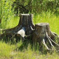 Июль..."Лешачий трон" в пойме Юганской Оби! :: Владимир 