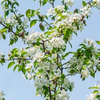 *** :: Виктор Иванович Чернюк