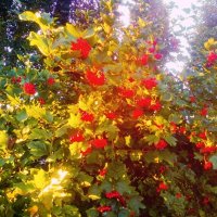 Калина :: Сергей Кочнев