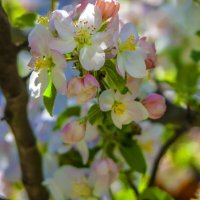 Весна 2025 года :: Валентин Семчишин Весна 2025 года :: Валентин Семчишин