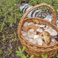 Дары леса :: Валерий Иванович